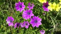 /album/wildflowers/anemone-coronaria-yp-cyania-jpg/